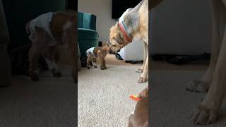 Teeny baby goat asks for kisses from a dog 10x her size