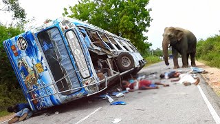 Close Calls! Wild Elephant vs Vehicles on Sri Lankan Highways #elephantattack #elephant