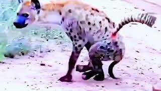 When Animal Messed With wrong Opponents:Hyena Vs Mom Antelope