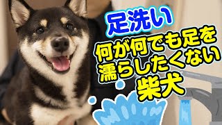 【柴犬】絶対に濡れたくない豆柴の反応【犬の足を洗う】