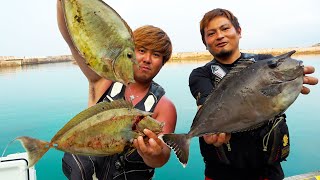 大量の血合いで餌付けされた角魚を釣り上げろ