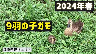 2024年春 9羽の子ガモの成長