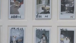 Pet-friendly hotels growing popular among travelers with furry friends