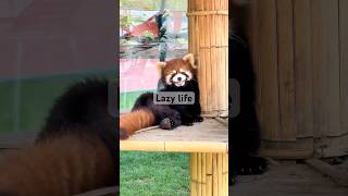 真羡慕小熊猫慵懒的生活/I really envy the lazy life of red pandas #panda #cute #funny #redpanda #giantpanda