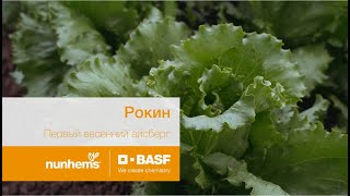 Рокин, скороспелый сорт айсберга, Nunhems, BASF