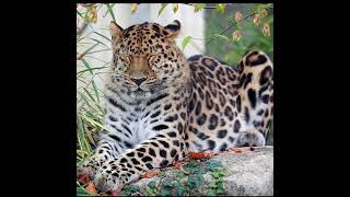 Leopard 002