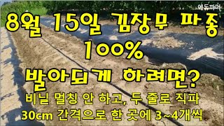 8월 15일 김장무 파종/100% 발아되게 하려면?