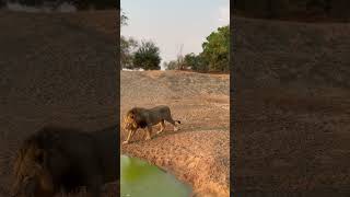 Lion at Mwamba’s Last Waterhole Hode #southluangwa #wildlife #africansafari #nature #lion #wildlife