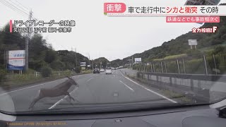 【注目ニュース】福岡県宗像市でシカが飛び出し車と衝突　JR九州の列車との衝突は1か月で97件に