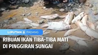 Ribuan Ikan Mati Secara Tiba-Tiba | Liputan 6 Padang