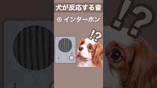 【犬が反応する音】その⑤ 犬が喜ぶ音／犬が首をかしげる音／犬が寄ってくる音 #shorts