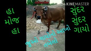 (ગીર-દેશી ગાયો)Gir cow farm in gujarat, at-Chorvadala (गीर गौशाला )#Gir cow #Gujarat #sell #pure gir