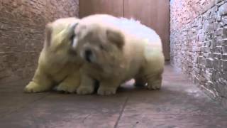 Chow Chow Puppies Play