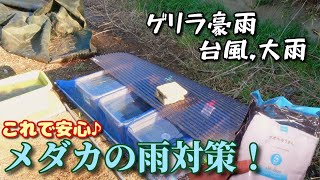 メダカ野外飼育で使える大雨対策！！