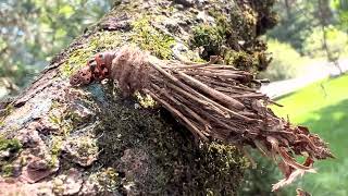 The unusual Bagworm Moth Caterpillar