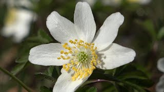 Anemone dei boschi - wood Anemone - (Anemonoides nemorosa) - Timelapse