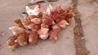 Village life How chickens are raised in the wild