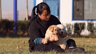 这些看似无奇的日常，其实对幼犬有着很重要的影响\\These normal daily routines actually have a very important impact on puppies