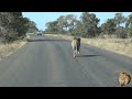 the blonde ngotso lion pride male patrolling territory is he dead archive footage