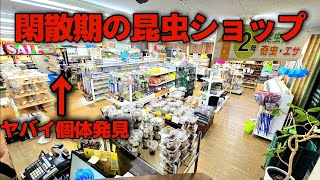 閑散期の昆虫ショップに滅多に見れない貴重なカブトムシがあり得ない価格で販売されてた