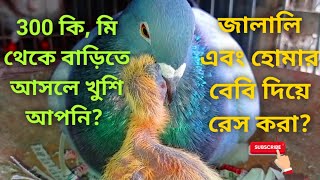 হোমা এবং জালালি কবুতর দিয়ে কি রেস করা যায়? এদের বেবিদের কেমন রেজাল্ট হবে? গুরুত্বপূর্ণ আলোচনা।