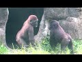 jabali與ringo玩香蕉莖 後面跟塔塔玩jabali and ringo played with banana stem then played with tayari 金剛猩猩