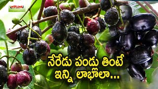 నేరేడు  పండ్లు తింటే ఇన్ని లాభాలా.... |  Health Benefits of Jamun Fruit |  #jamunfruit | Health tips