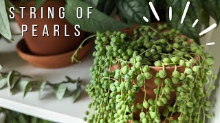 How to keep string of pearls thriving | AND SOME COOL FACTS