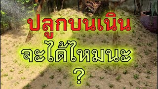 หญ้าไทเป ปลูกบนเนินได้ไหม❓