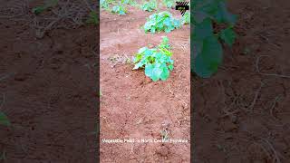 Vegetable Field in North Central Province  #agriculture #agriculturefarming #vegetable #crop