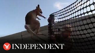 Wallaby on the loose gives police 40 minute run around in Arizona