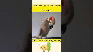 I quarreled with the master  #funny #funnydog #funnyvideos #pet #animals #fyp #foryou #catstagram