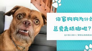 你家狗狗为什么总爱舔脚？狗子说我不是舔狗 这里有原因！