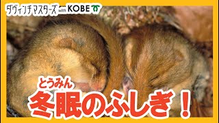 生き物のふしぎ！ 冬眠って何だろう？