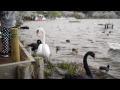 茨城県水戸市 千波湖の桜