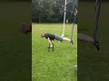 planche progression in calisthenics. 53yr old man fit over 50 after 50 and beyond 50.