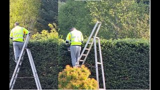 Spruce hedge Hacks: Trim and Prune Like a Pro and Achieve the Perfect Garden Framing