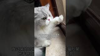 宝宝我以为你胆子变大了，结果… 万物可爱计划 被迫营业的猫猫 猫咪的迷惑行为