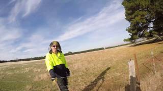 Ferreting   The Fenceline