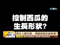 【台語新聞】西瓜上擺石頭 瓜田的神秘記號揭密 華視新聞 20190620