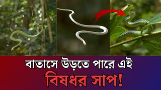 বাতাসে উড়তে পারে এই সাপ! | Green Snakes | OuR WORLD