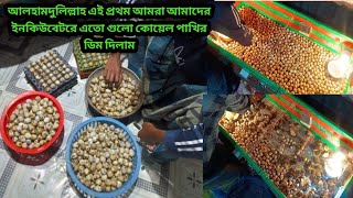 আলহামদুলিল্লাহ এই প্রথম আমরা ইনকিউবেটরে এতগুলো ডিম দিলাম#কোয়েল #vlog #farming #village #incubator #