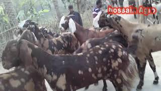 ইন্ডিয়া থেকে আসা উন্নত জাতের ছাগল। Goat farming in Bangladesh.