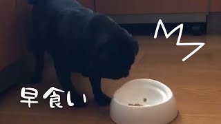 早食いな黒パグ!!Eating fast black pug !