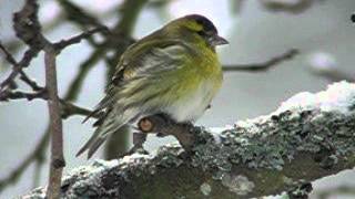 Siskin male