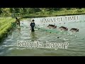 Tilapia harvesting/ day 1 to day 4:episode 8 part 1#kumita ba o lugi