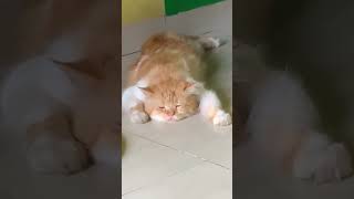 KUCING INI KECAPEAN!!, Video kucing lucu bikin ngakak #videounik #shorts #yearofyou