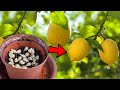 从种子到柠檬树 盆栽柠檬的种植诀窍 How to Grow Lemon Tree from Seeds