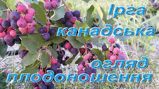 Ірга канадська. Огляд плодоношення сортів: Слейт, Смокі, Мартін, Мандам, Нортлайн, Тіссен, Хонейвуд