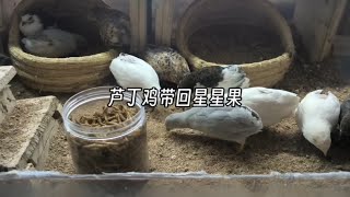 芦丁鸡带回星星果